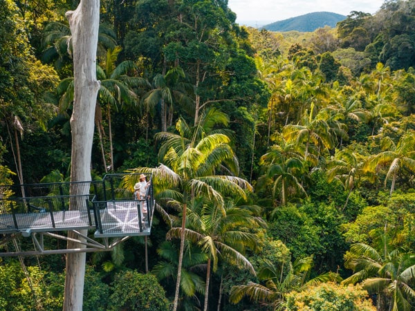 the Tamborine Rainforest Skywalk