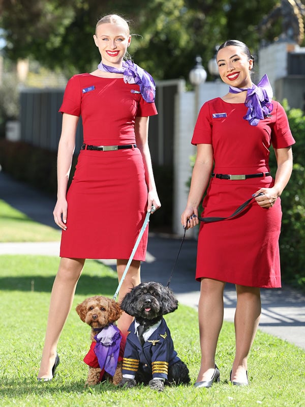 Two dogs dressed up as a pilot and flight attendant announcing Virgin Australia's new pets onboard service with two human flight attendants