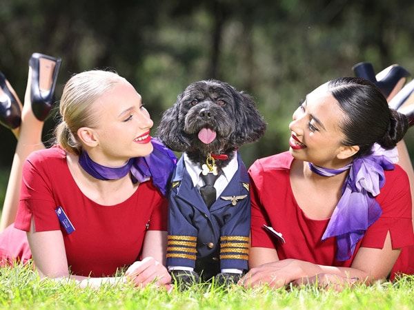 Image result for Virgin Australia To Allow Pets To Fly In Cabin In An Australian-First ...