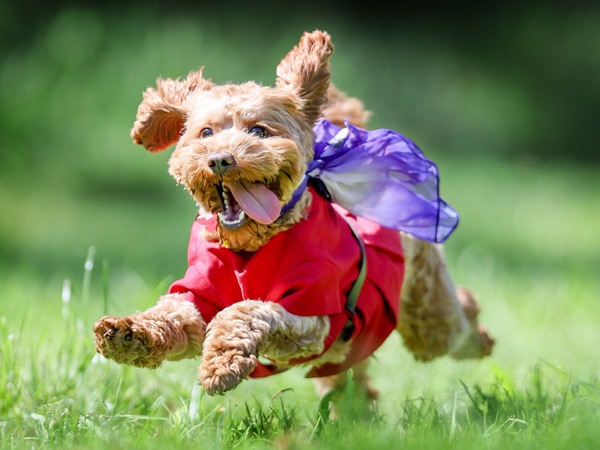 A dog dressed up as a flight attendant announcing Virgin Australia's new pets onboard service