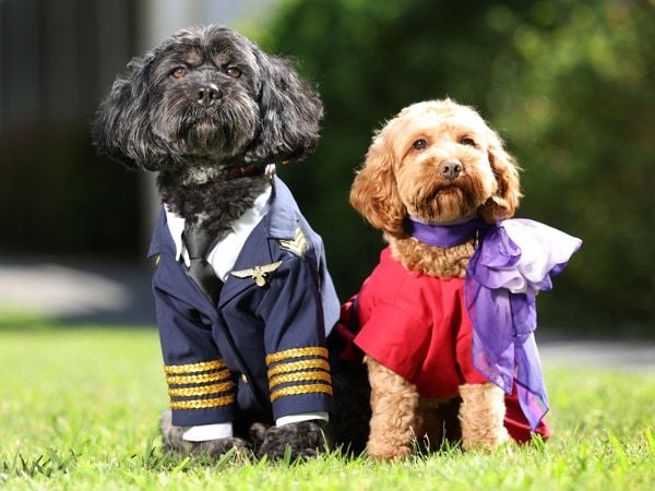 Image result for Virgin Australia To Allow Pets To Fly In Cabin In An Australian-First ...