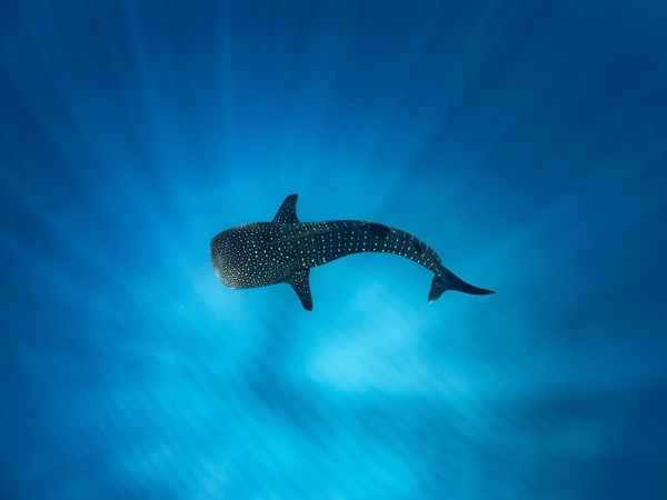 a whale shark swimming beneath the blue waters of Ningaloo Reef
