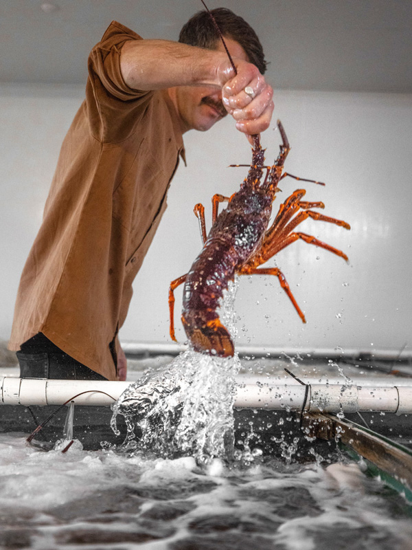 Hursey Seafoods in Stanley, Tasmania