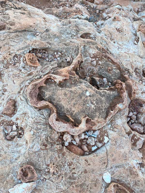 Coral fossil in Cape Range National Park