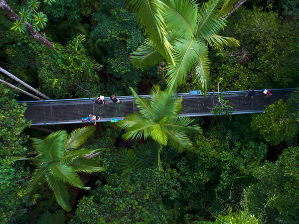 an aerial view of visitors walking across the hanging bridge at Daintree Discovery Centre