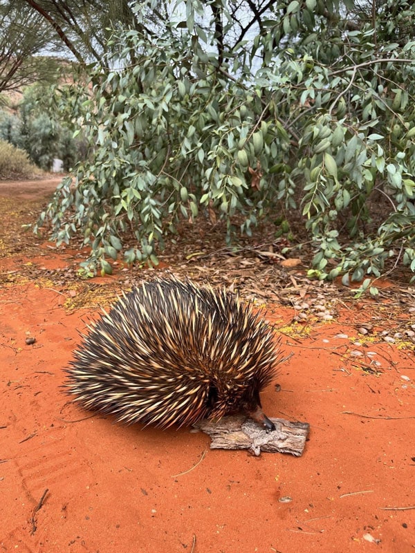 an echidna at Alice Springs Desert Park
