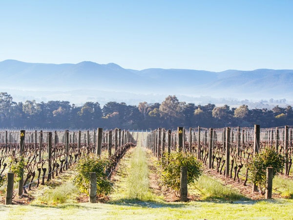 the wine-producing region of Yarra Valley