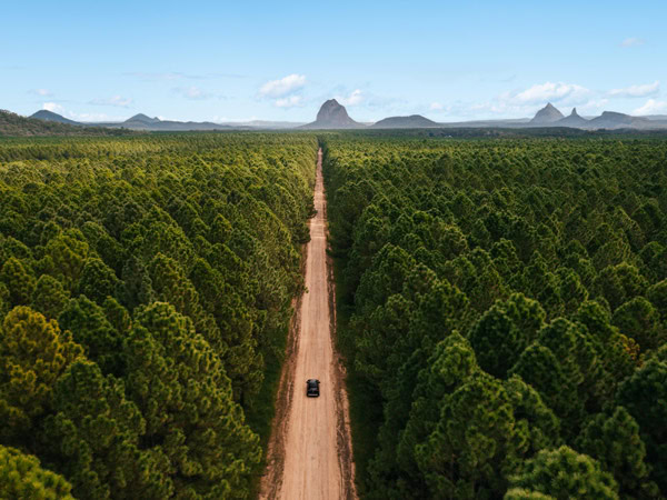 driving through a pine plantation toward Glass House Mountains