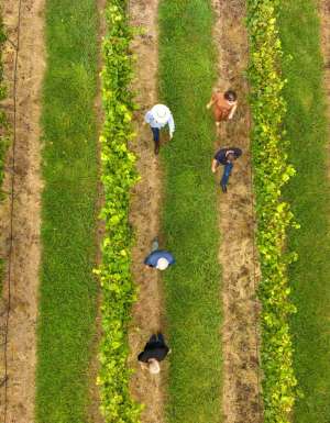 Group enjoying a tour of vineyards with Orange Wine Tours in Orange