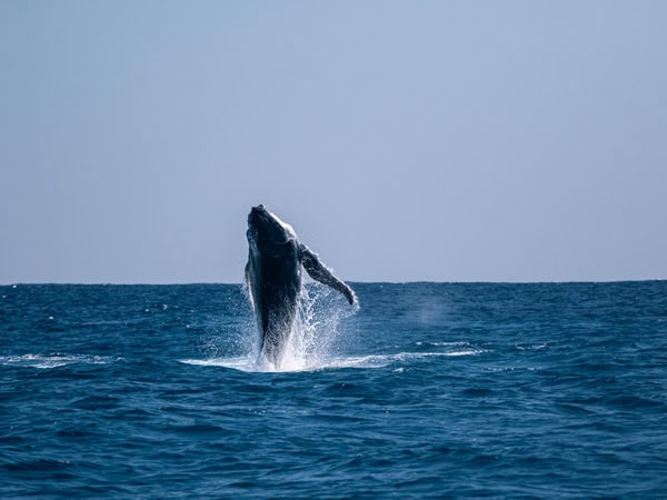 An enthusiastic humpback whale calf at play.