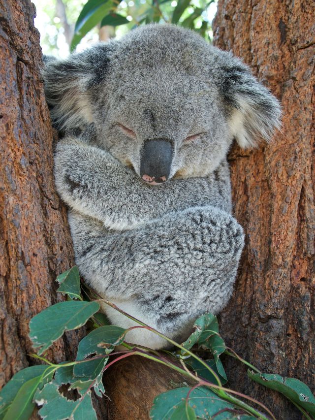 koala in a tree int he wild