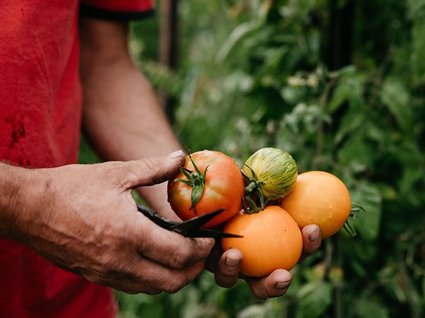 Oakridge kitchen garden