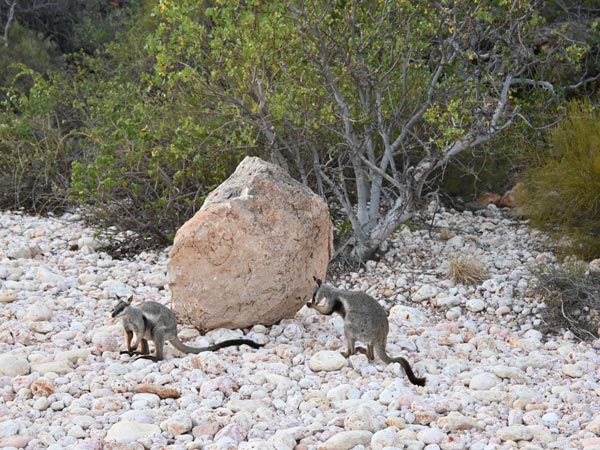 The black-flanked rock wallabies in Cape Range National Park