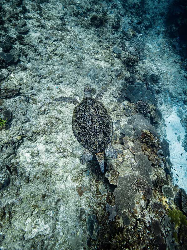 Turtle on Ningaloo Reef