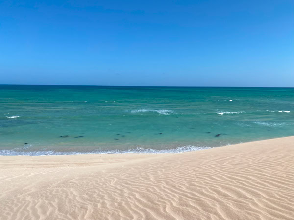 Turtle mating season at Ningaloo Reef