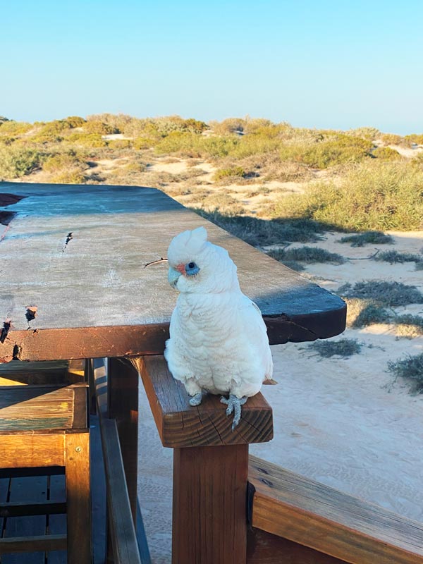 Bird life at Sal Salis