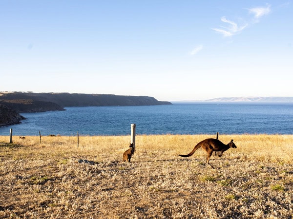 roos on Kangaroo Island