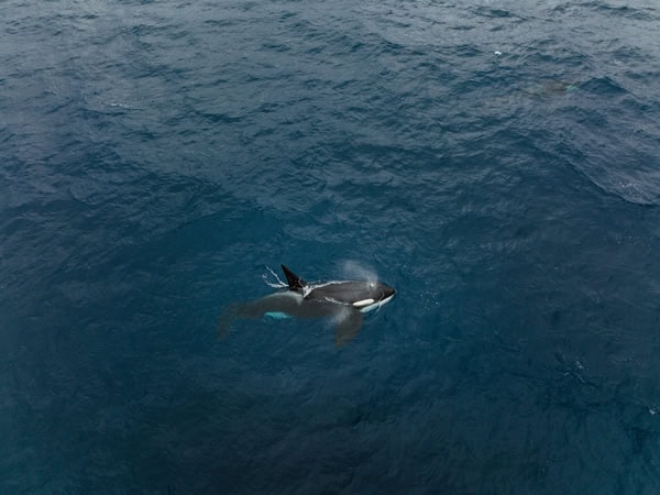 an orca spotted swimming in Bremer Bay