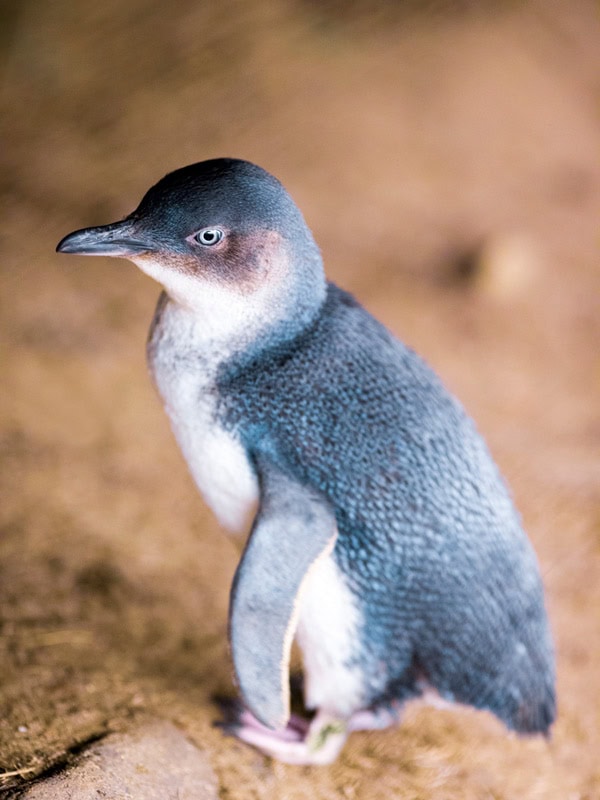a little penguin on Phillip Island, Vic