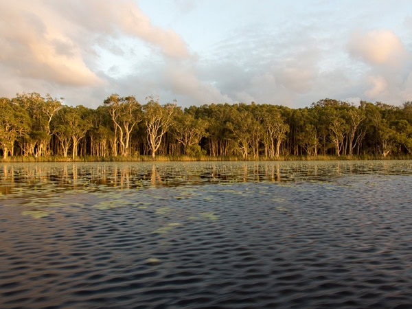 the trees along the banks of Noosa Everglades, Qld