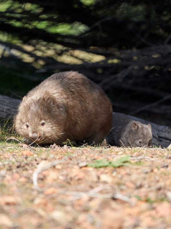 a wombat in Maria Island, Tas