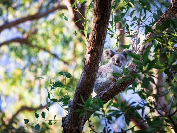 a koala resting on a tree branch, North Stradbroke Island