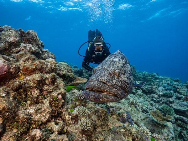 Mike Ball Dive Expeditions at the Cod Hole Dive Site