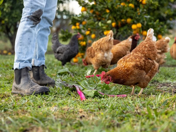 Margan Wines and Restaurant in Broke, NSW