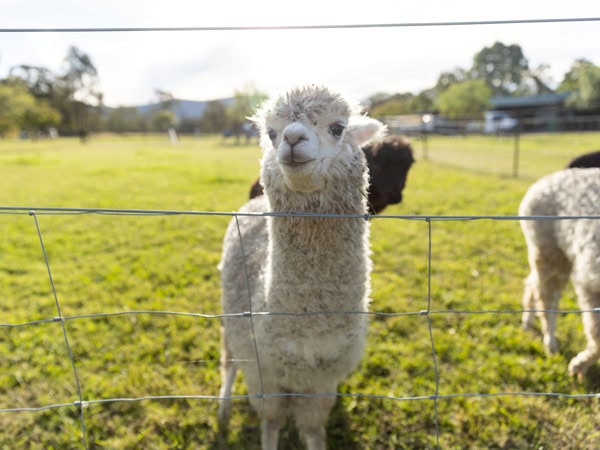 Starline Alpaca farm in Broke, NSW
