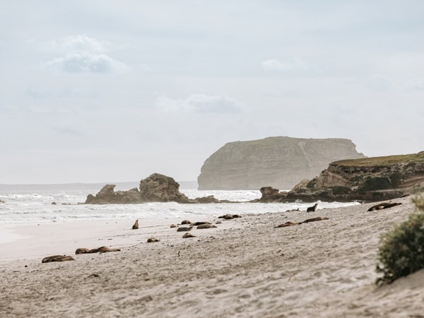 the rugged shoreline of Seal Bay, Kangaroo Island