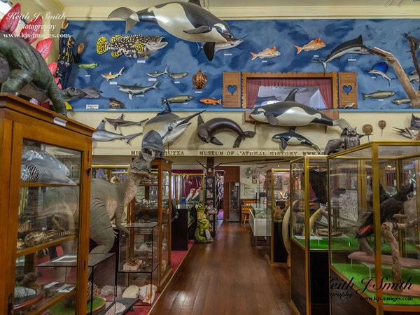 animal displays inside The Academy of Taxidermy, WA