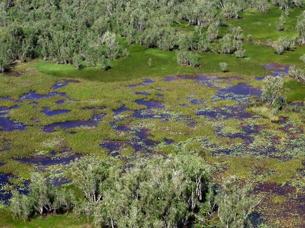 the Arafura Swamp in Arnhem Land