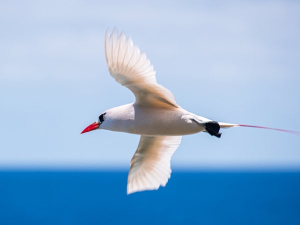 Bird on Norfolk Island
