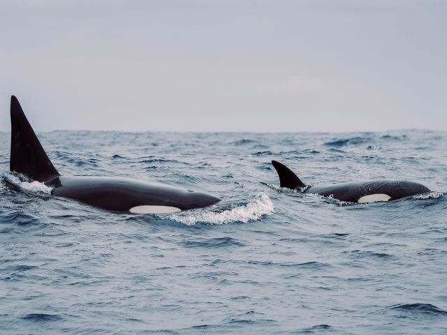 orcas at bremer bay western austrlaia