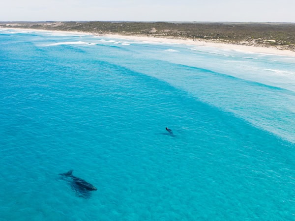 whales spotted along Bremer Bay