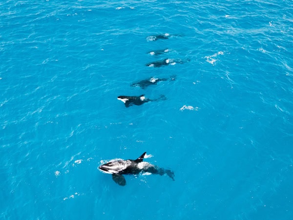 A group of Orcas in Bremer Bay.