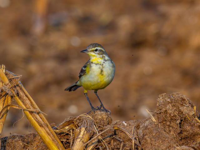 a Citrine Wagtail