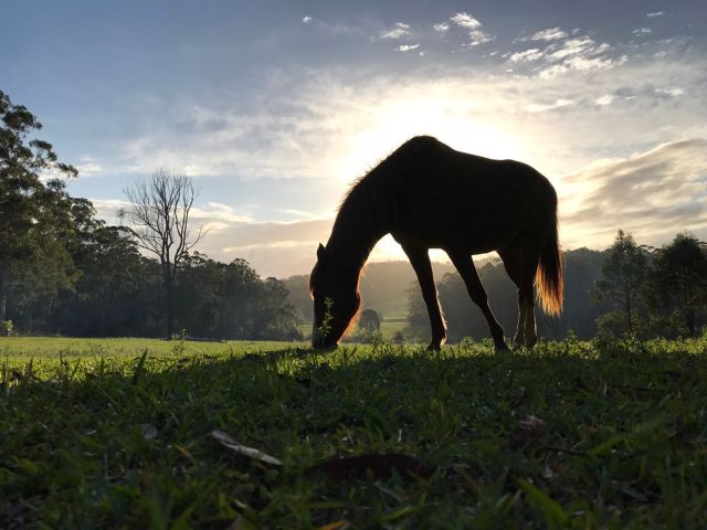 a horse grazing in the field at Coffs Harbour Camping & 4WD