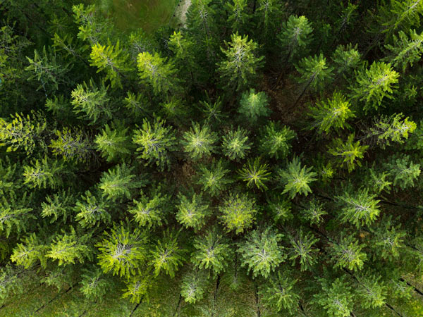 Trees on Norfolk island