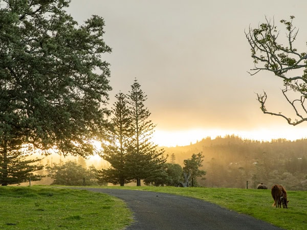 Sunrise and cows on Norfolk Island