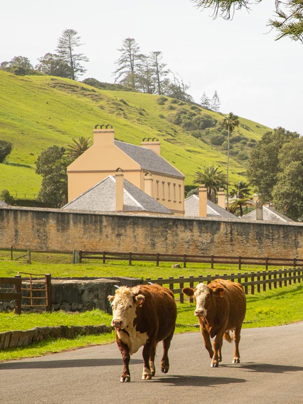 Cows walking on road on Norfolk Island