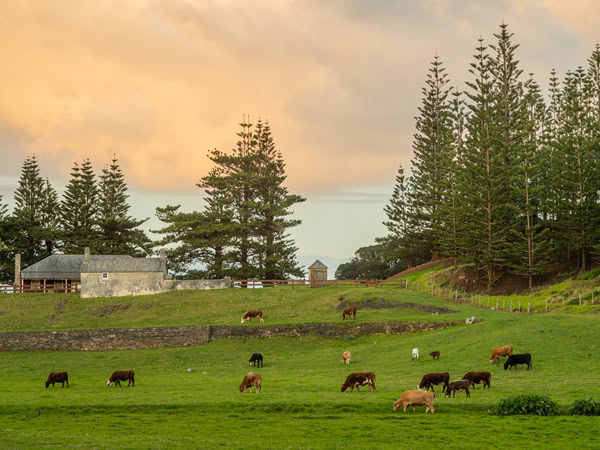 Cows in field on Norfolk Island