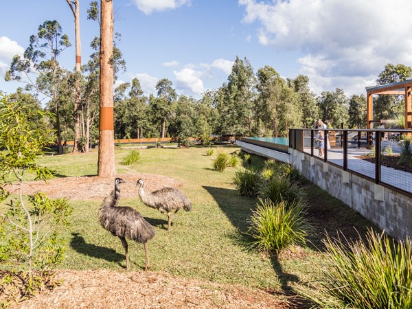 emus walking around The Billabong at The Crocodile Hunter Lodge, Qld