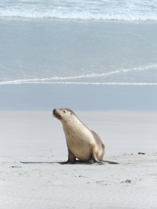 a sea lion at Seal Bay
