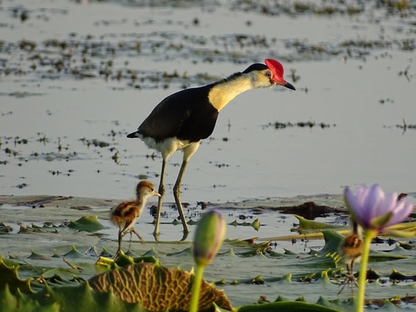 Mother and baby birds in Arnhem Land
