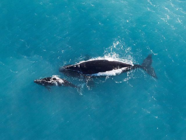 mother and calf humpback whale on Eyre Peninsula