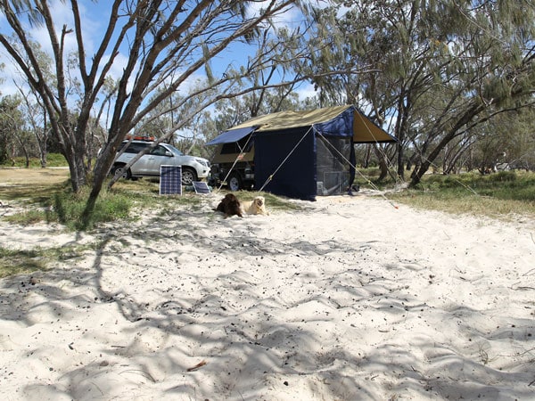 dogs outside a tent at Flinders Beach on North Stradbroke Island