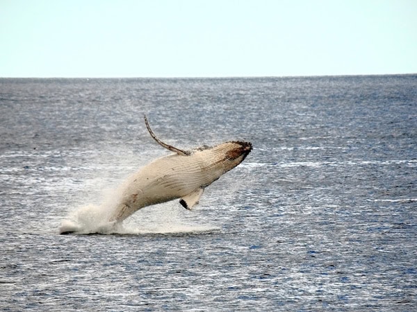 a southern right whale jumping out of the water at Freycinet National Park