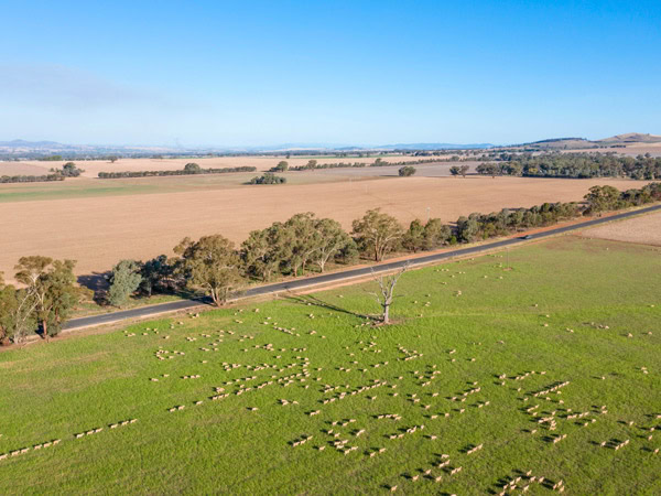 the countryside view of Gundagai