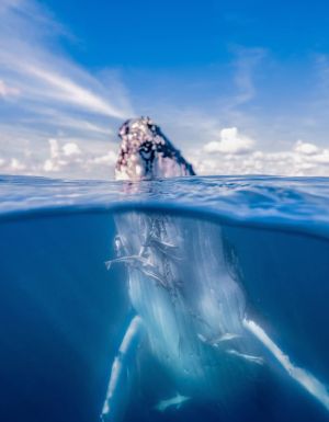a whale breaching out of the water in Hervey Bay